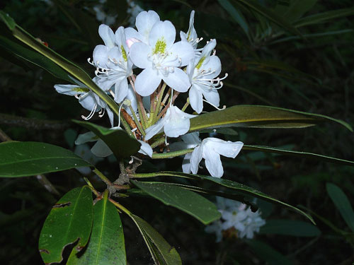rhododendron flowers, cluster