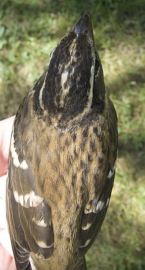 Female Rose-breasted Grosbeak from the top