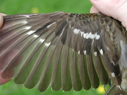 Female Rose-breasted Grosbeaks wing