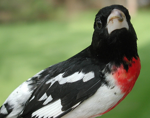 male Rose-breasted Grosbeak