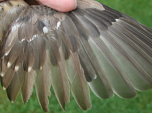 Wing detail of adult female Rose-breasted Grosbeak