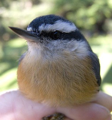 Adult female Red-breasted Nuthatch
