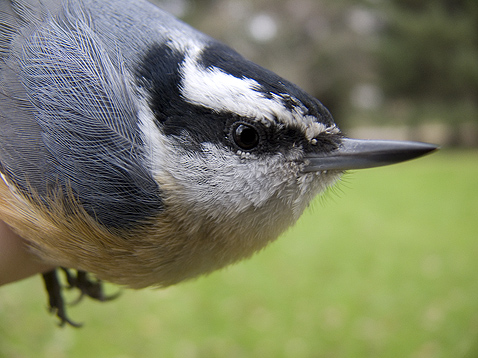 Close up of a male Red-breasted Nuthatch