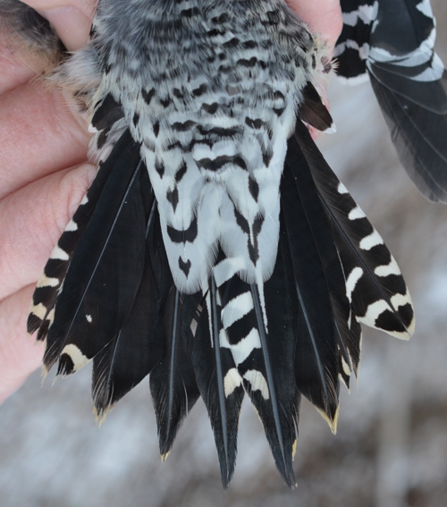 tail feathers of a Red-bellied Woodpecker