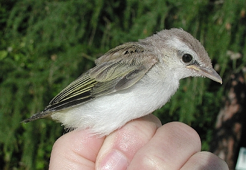 Baby Red-eyed Vireo in profile