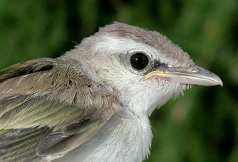 Baby Red-eyed Vireo close up of face