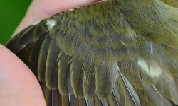 wing of a red eyed vireo 