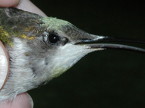 Profile of adult female Ruby-throated Hummingbird