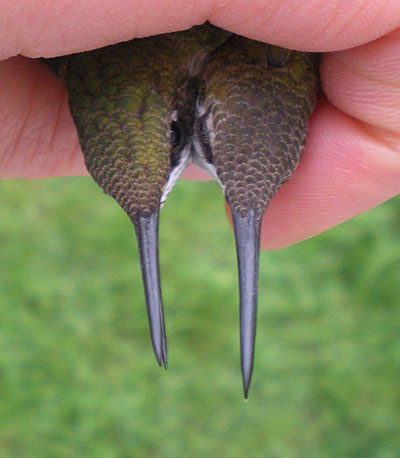 Ruby-throated Hummingbirds in hand, from above, male and female