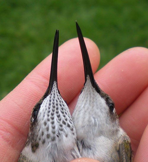Two Ruby-throated hummingbirds, underside, in a hand (male and female)