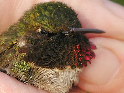 adult male Ruby-throated Hummingbird close up, looking to the right