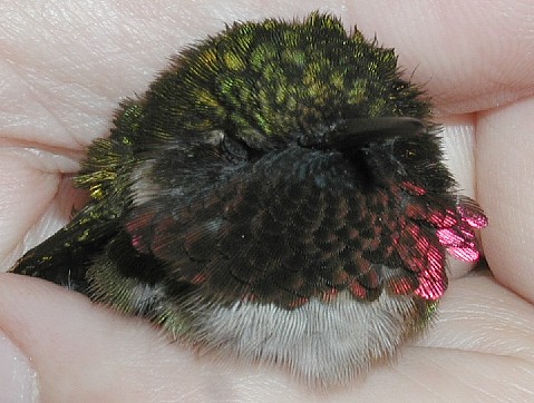 adult male Ruby-throated Hummingbird eyes closed, facing forward