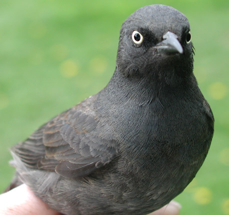 Female Rusty Blackbird