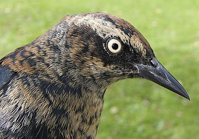 HY male Rusty Blackbird close-up of face