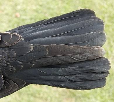 Detail of tail feathers of HY male Rusty Blackbird