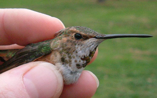 adult female Rufous Hummingbird