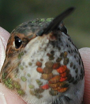 Rufous Hummingbird female, more colorful under the throat