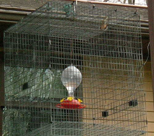 Hummingbird feeder inside a trap