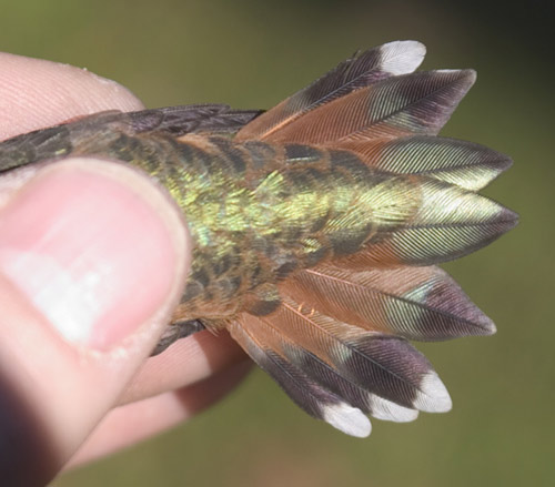 the tail of a Rufous Hummingbird