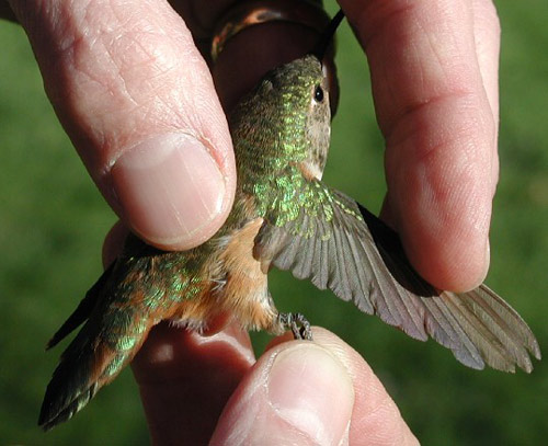 Green hummingbird with a band on its leg