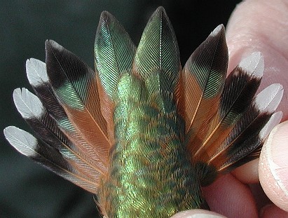 Tail feathers of the AHY female