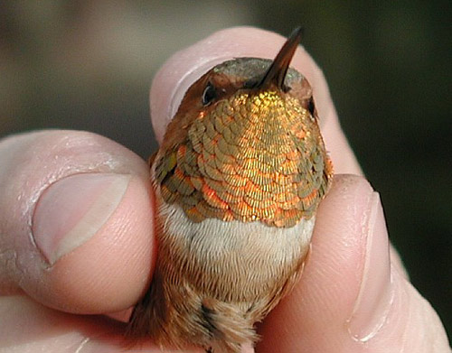 Rufous Hummingbird throat, brilliant orange feathers
