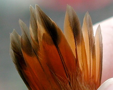 tail feathers of the AHY male
