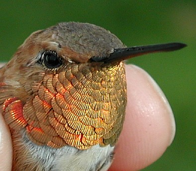Rufous Hummingbird with brilliant orange throat feathers