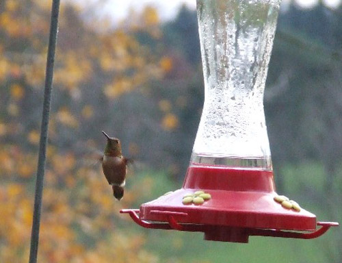 Hummingbird flying beside a feeder