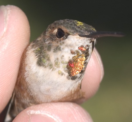 Rufous Hummingbird, a tiny bird held in a researchers fingertips
