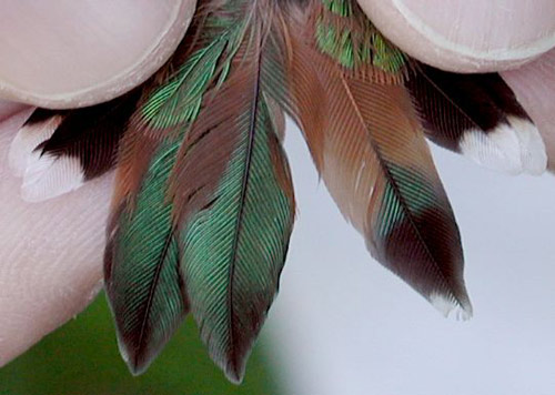 tail feathers of the HY female