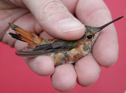 Rufous Hummingbird being banded in 2005