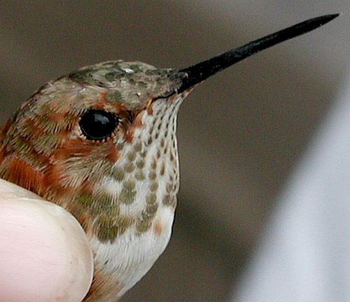 head plumage of the male humming bird