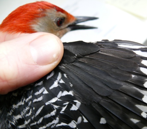 Red-bellied Woodpecker with spread wing