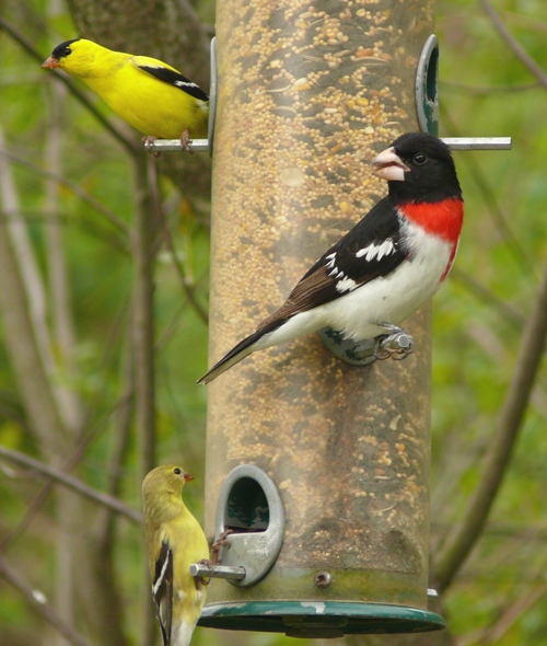 Rose-breasted Grosbeak with American Goldfinches