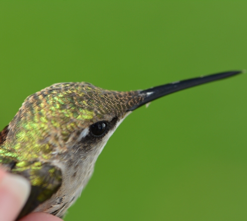 Ruby-throated hummingbird's head