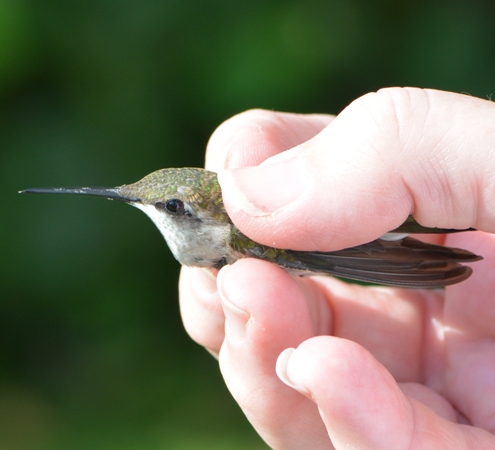 Ruby-throated hummingbird's side