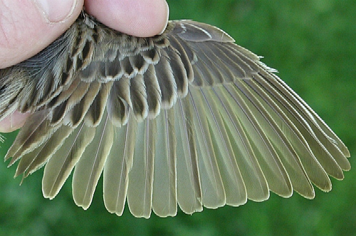 Savannah Sparrow wing