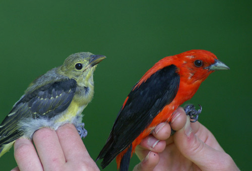 Two male Scarlet Tanagers, young on left, adult on right