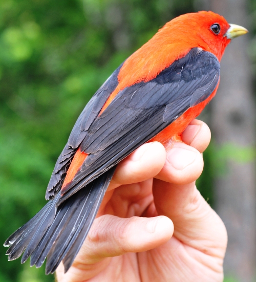 adult male scarlet tanager
