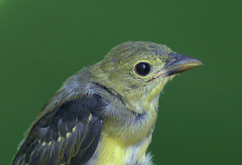 Young male Scarlet Tanager