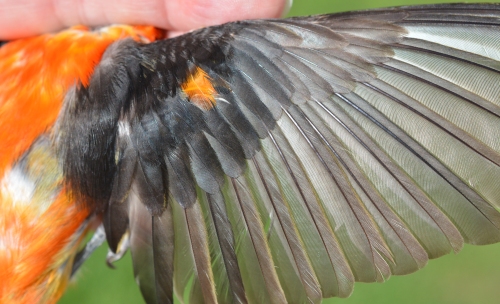 wing of a scarlet tanager