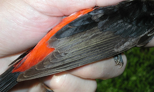 Wing detail, adult male Scarlet Tanager