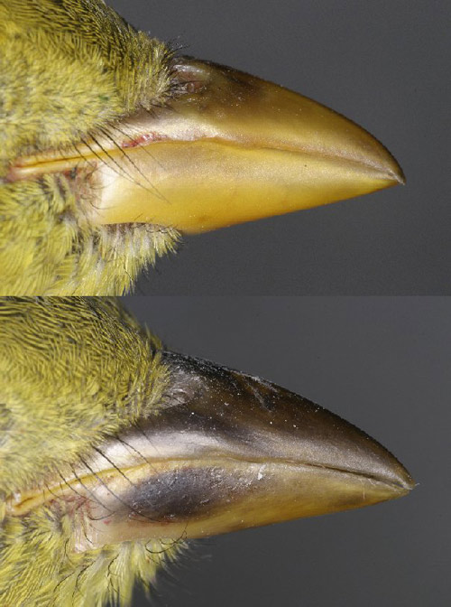 comparison of two bird beaks, one is a suspected hybrid and the other is a normal bird. The image of the hybrid is much more yellow.