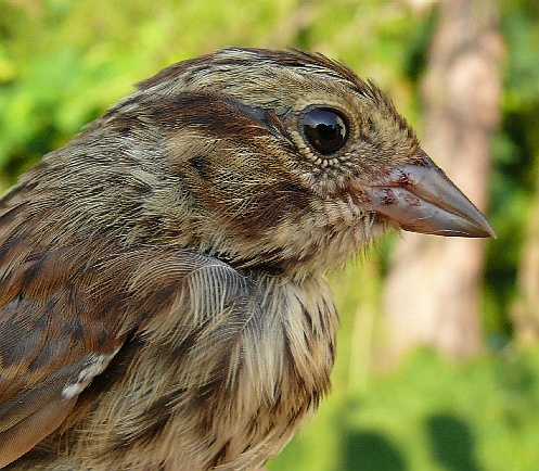 young song sparrow
