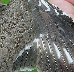 Spotted Sandpiper wing detail