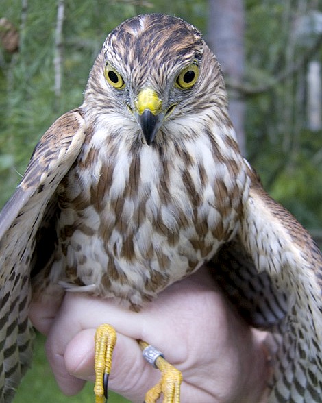 Immature male Sharp-shinned Hawk looking coy