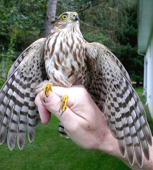 Immature male Sharp-shinned Hawk looking proud