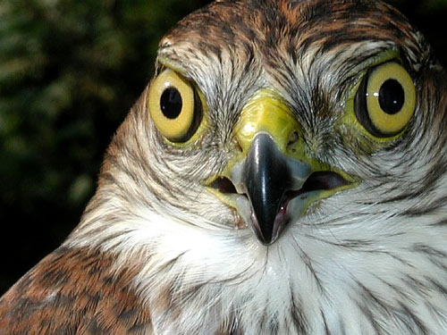 Immature male Sharp-shinned Hawk's face