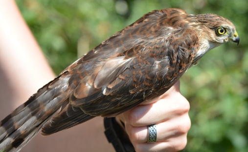 male sharp shinned hawk 